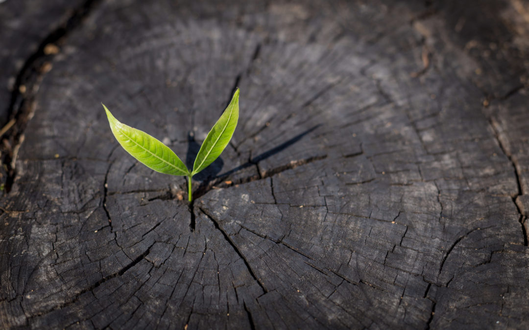 Spring: A Time for Renewal